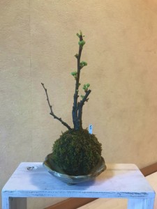 IMG_5220